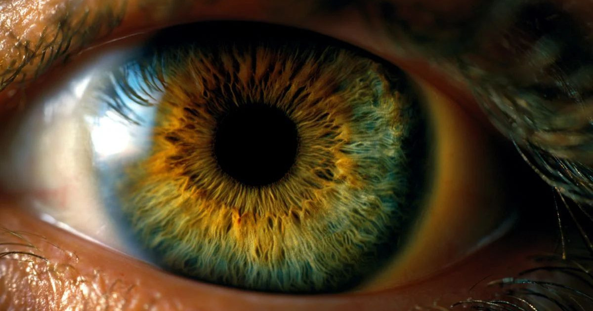 msu-eye.jpg